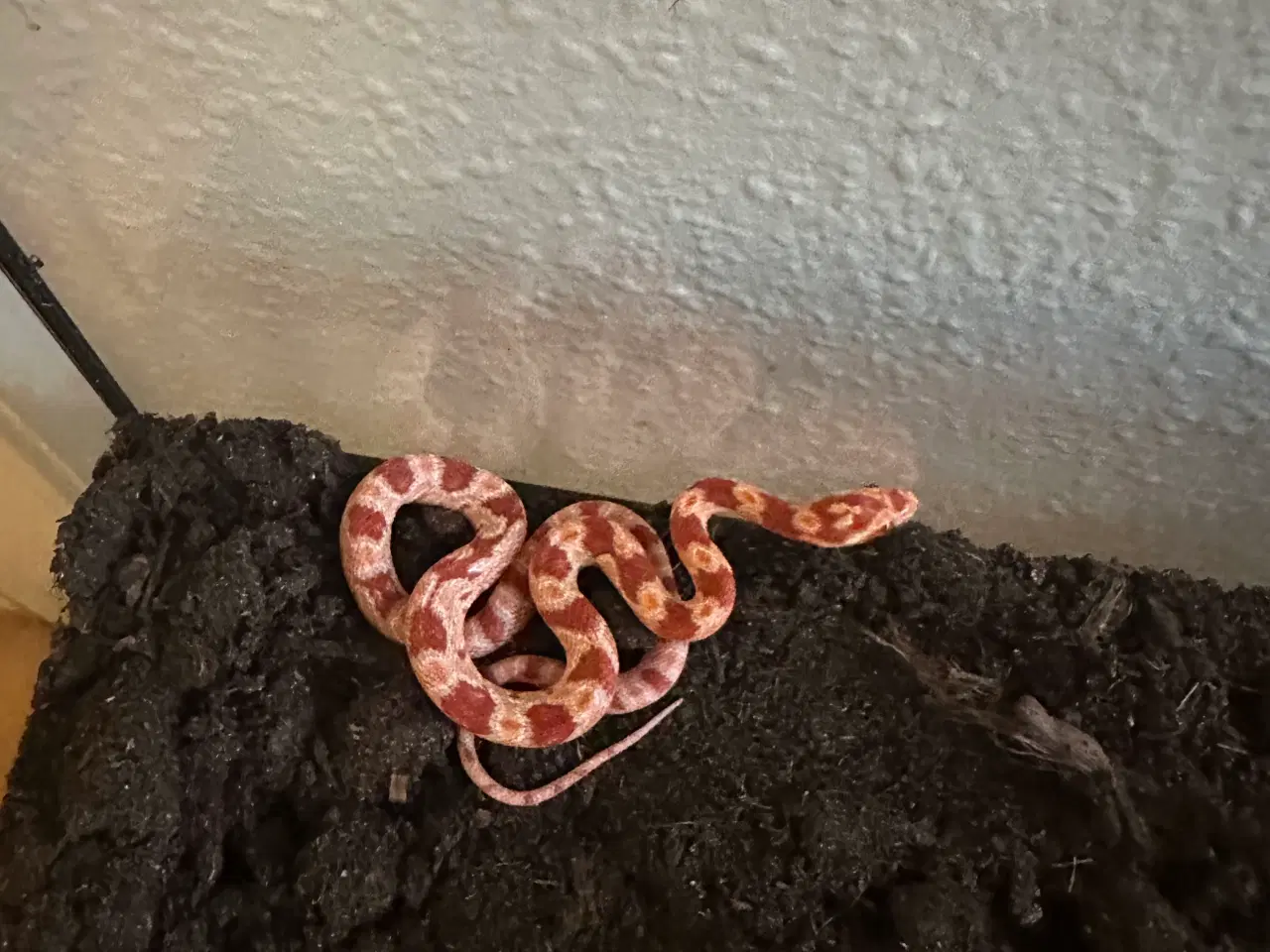 Billede 9 - Spritnyt Kornsnog-setup (Nypris 5000,-)