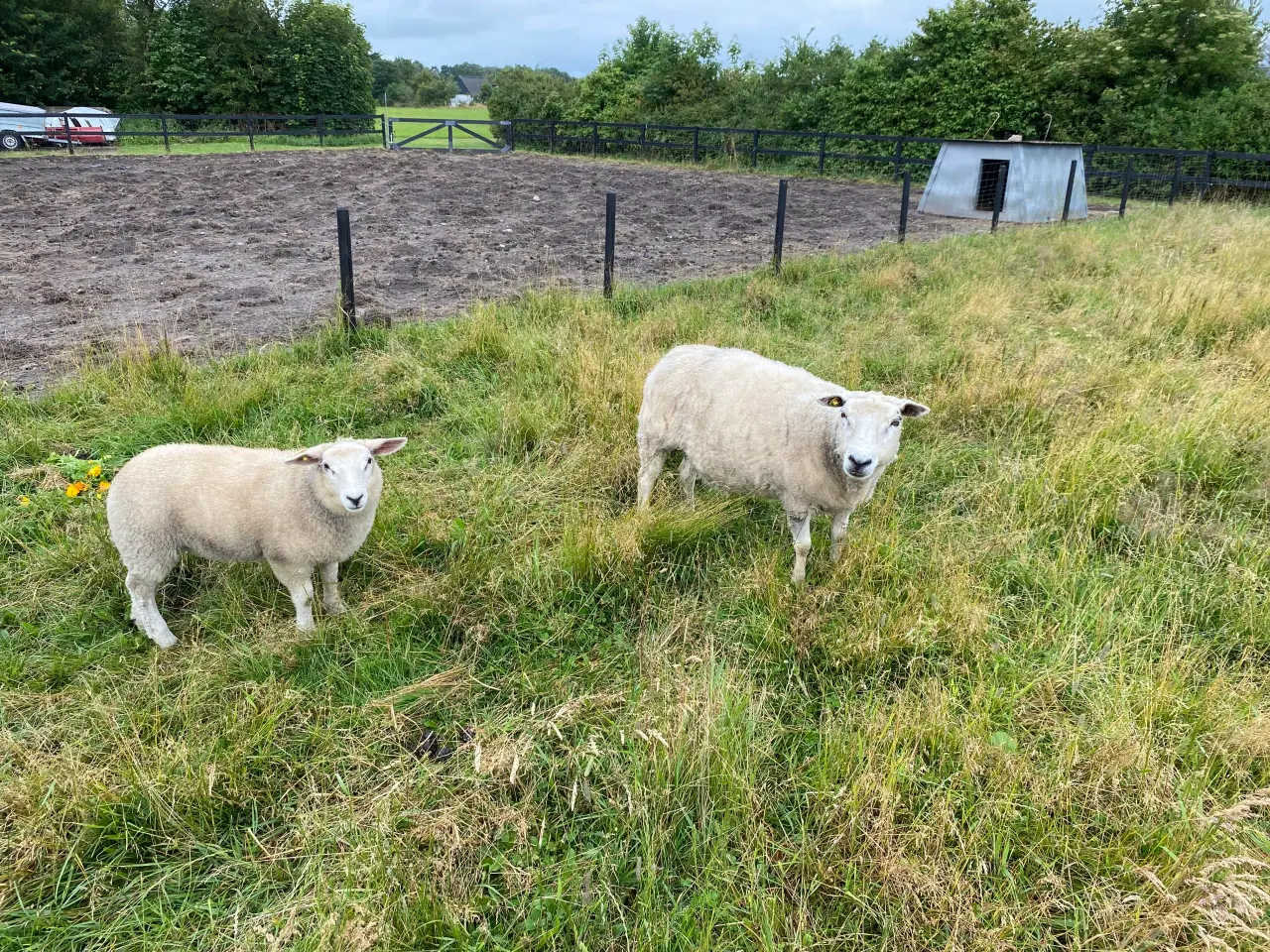 Billede 1 - Texel får med lam