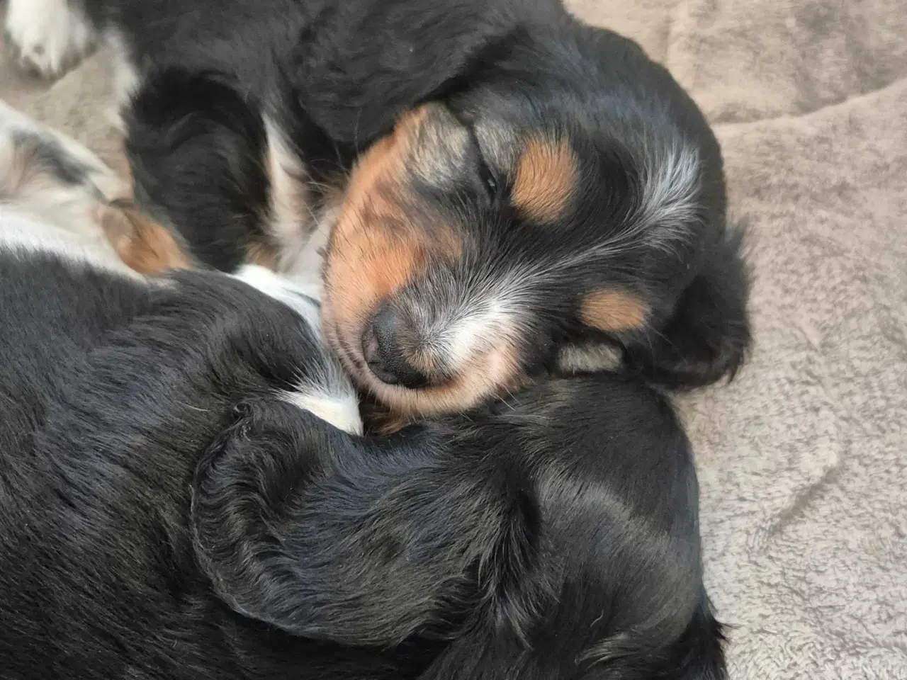 Billede 4 - Mini/dværg gravhund 