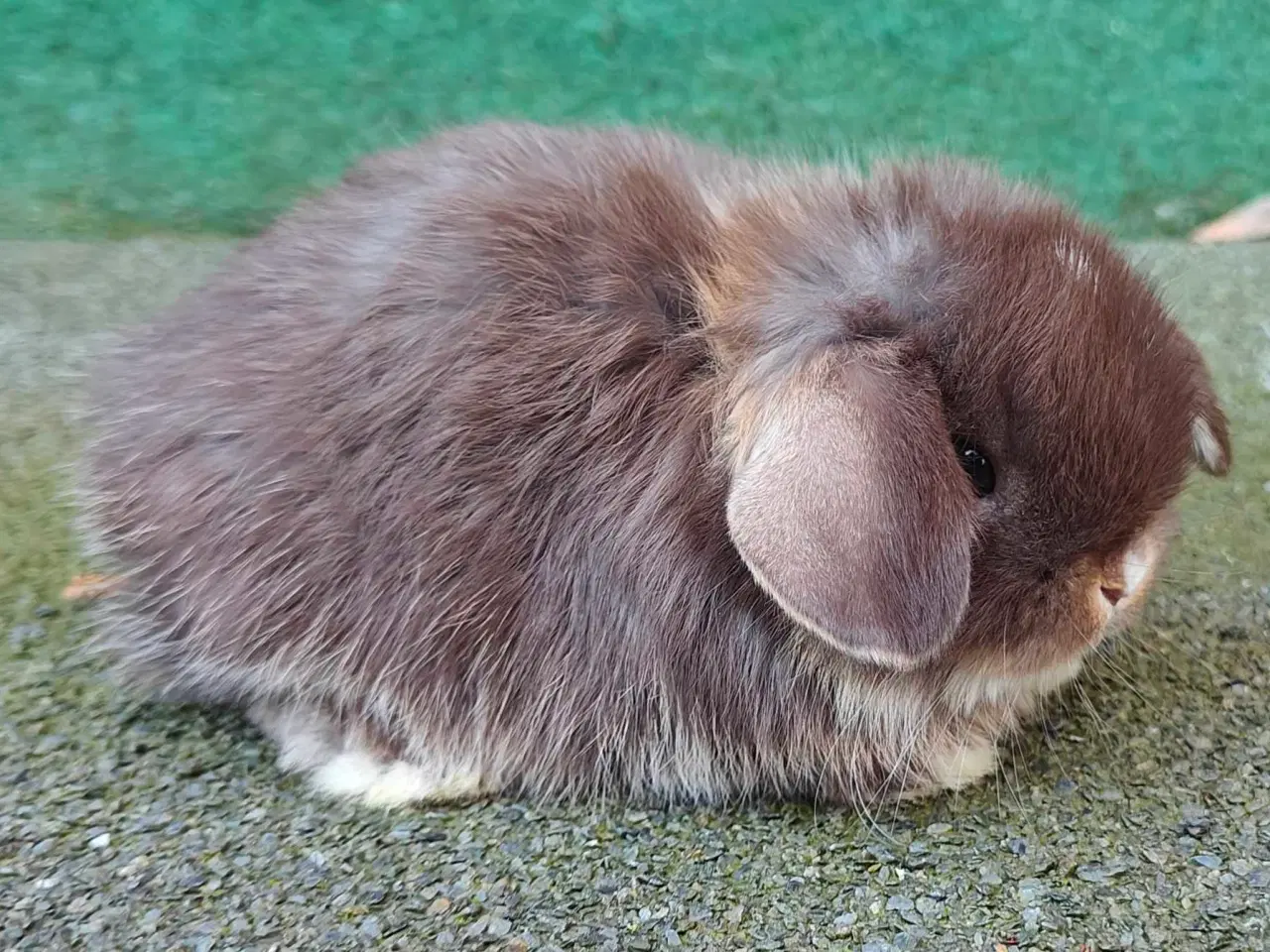 Billede 4 - Minilop hanunge