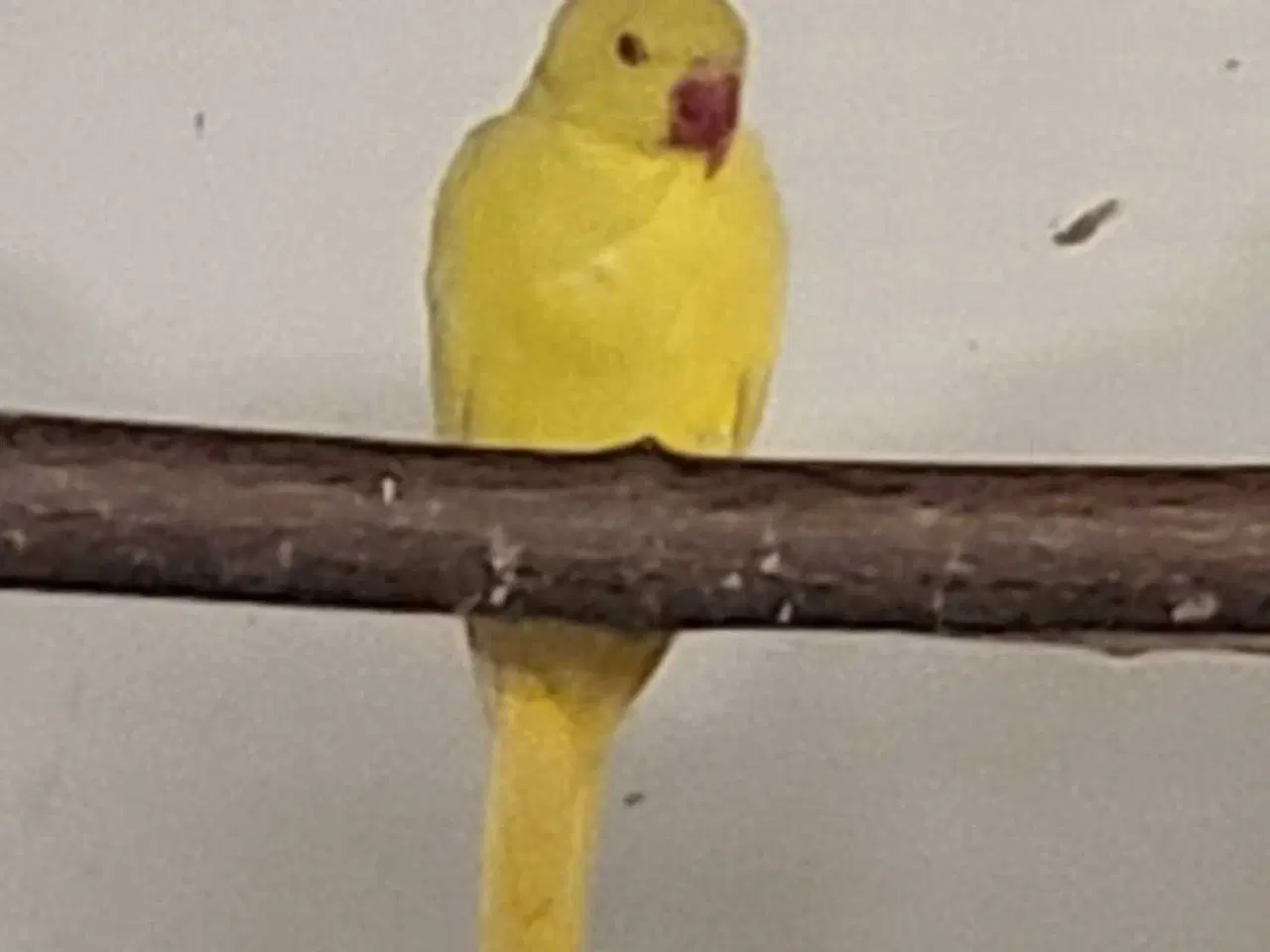 Billede 1 - Gul Alexander parakit 