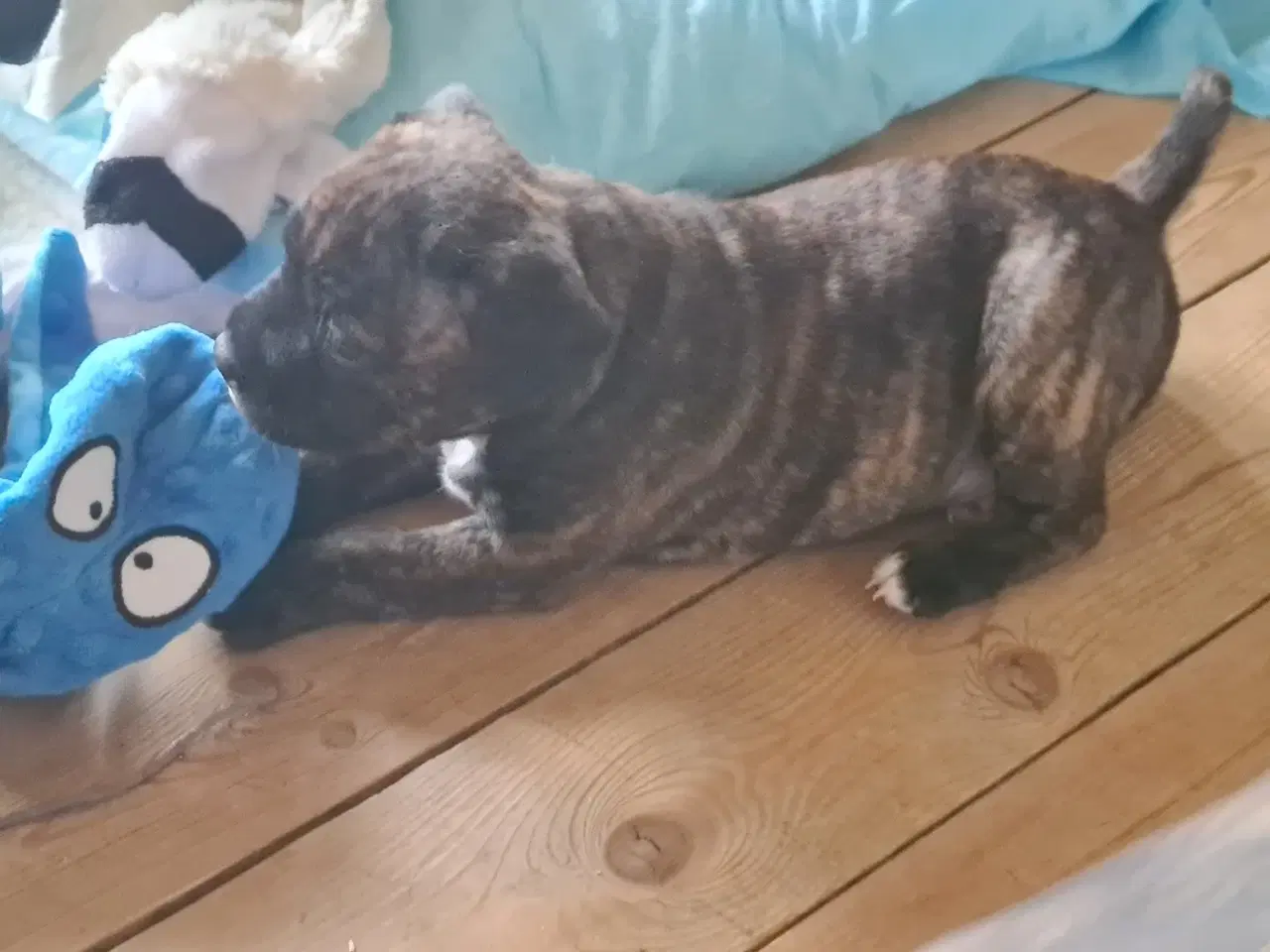 Billede 2 - Staffordshire Bullterrier hvalpe