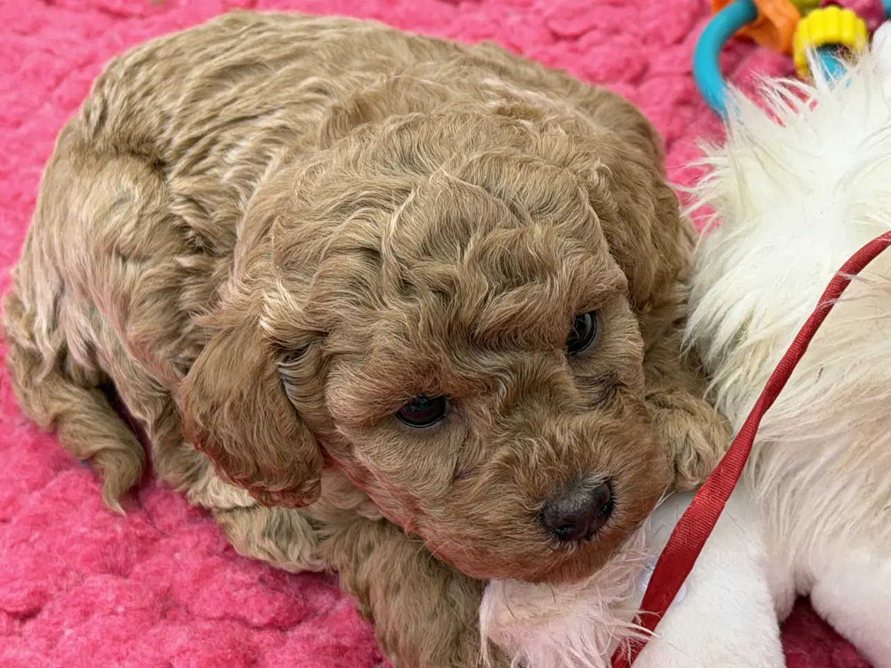 Billede 4 - 🐶✨ 1 skønne Havapoo piger søger deres for-altid-h