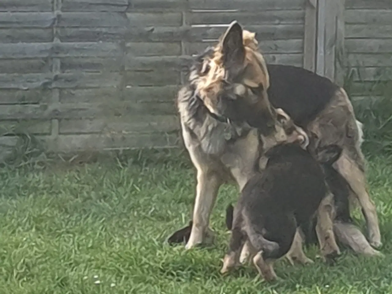 Billede 5 - Schæfer Malinois hvalpe søger deres forever 
