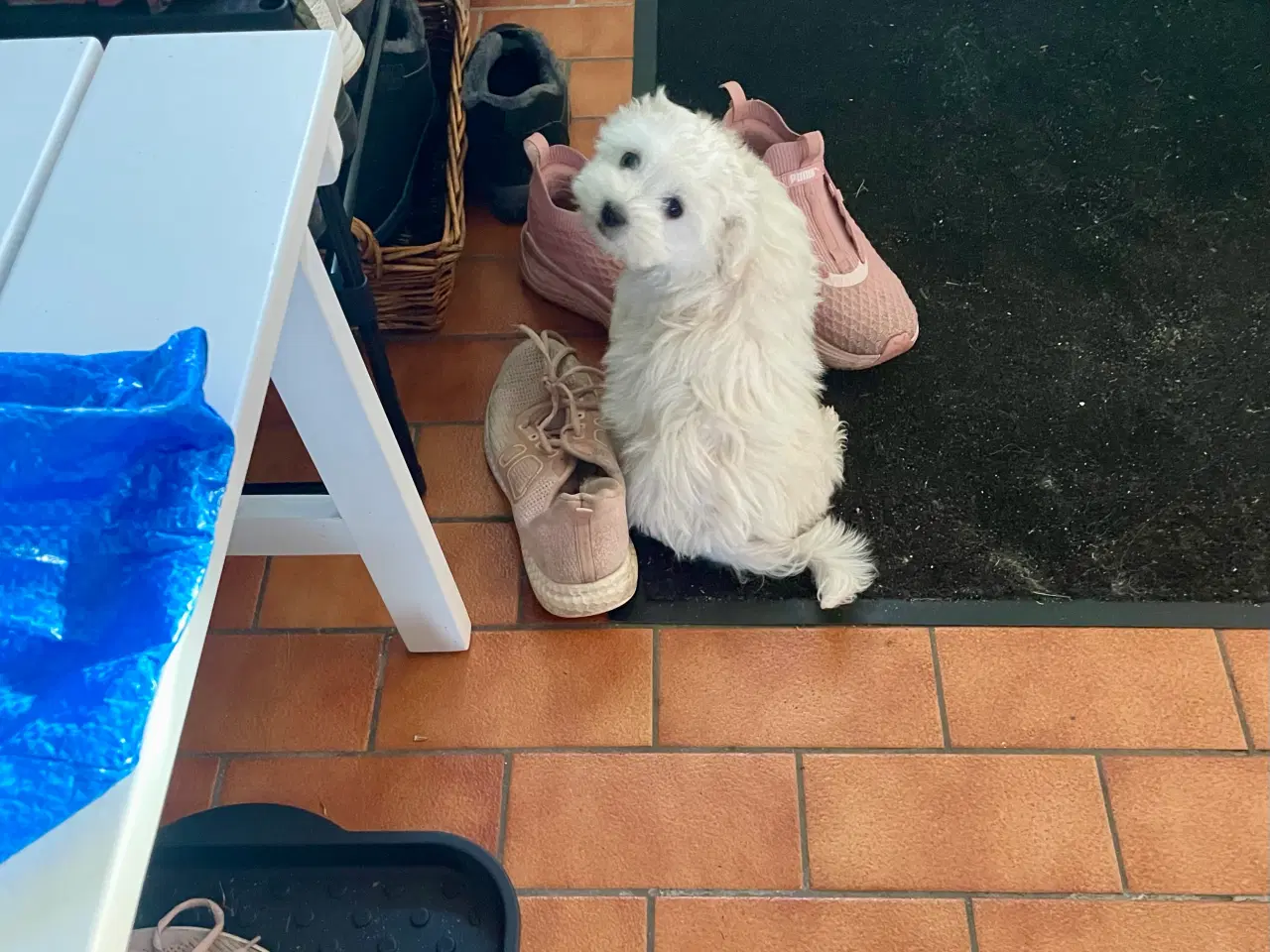 Billede 1 - Maltesertæve, 12 uger