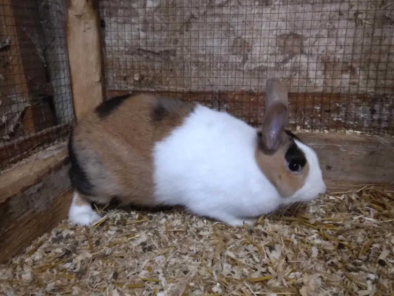 Billede 2 - Hun kanin sælges