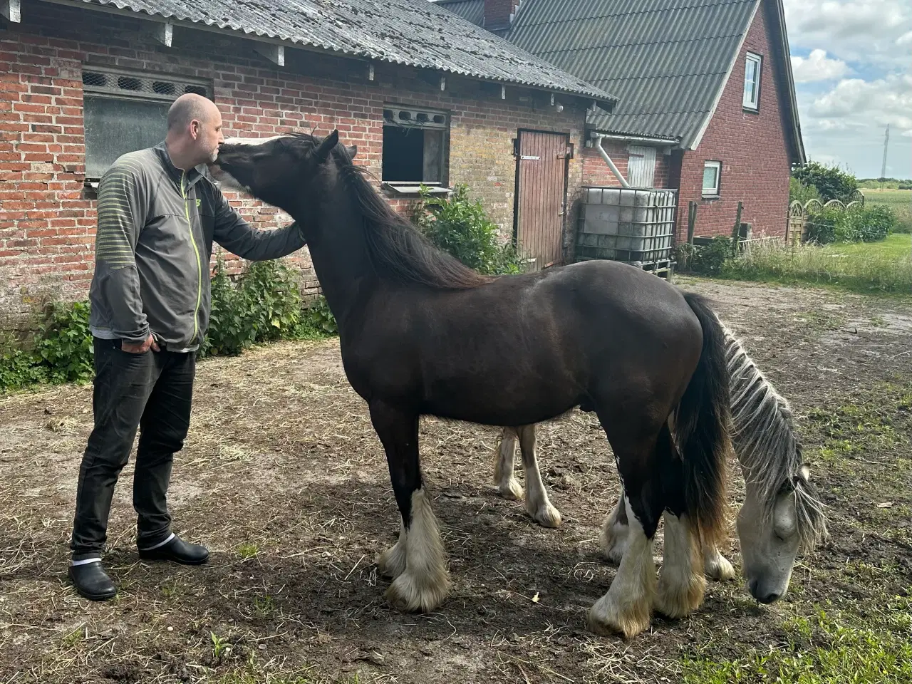 Billede 7 - Irish cob Vallak 