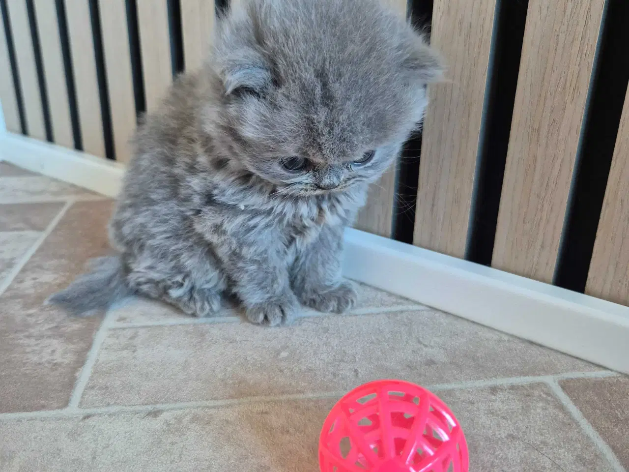 Billede 9 - 🐾 British Shorthair killinger 