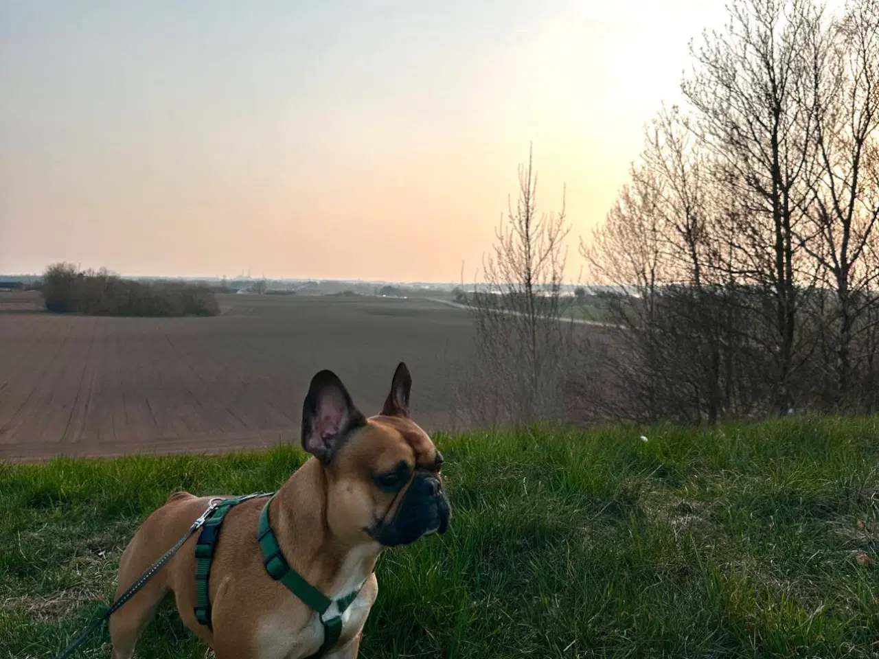 Billede 10 - KUN 4 hvalpe tilbage🐶