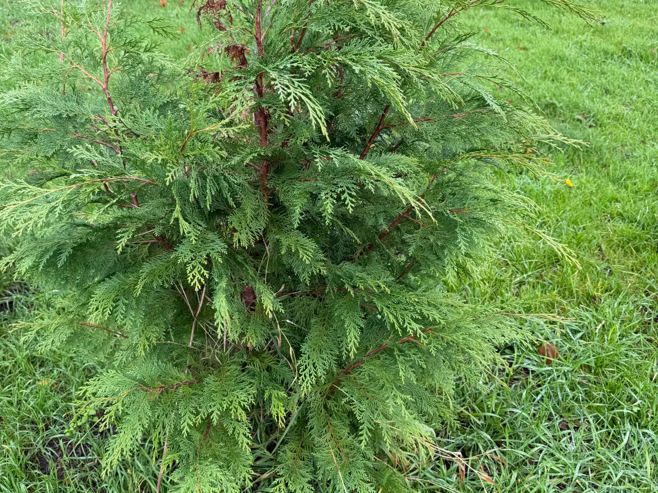 Billede 1 - Ædelcypres træer