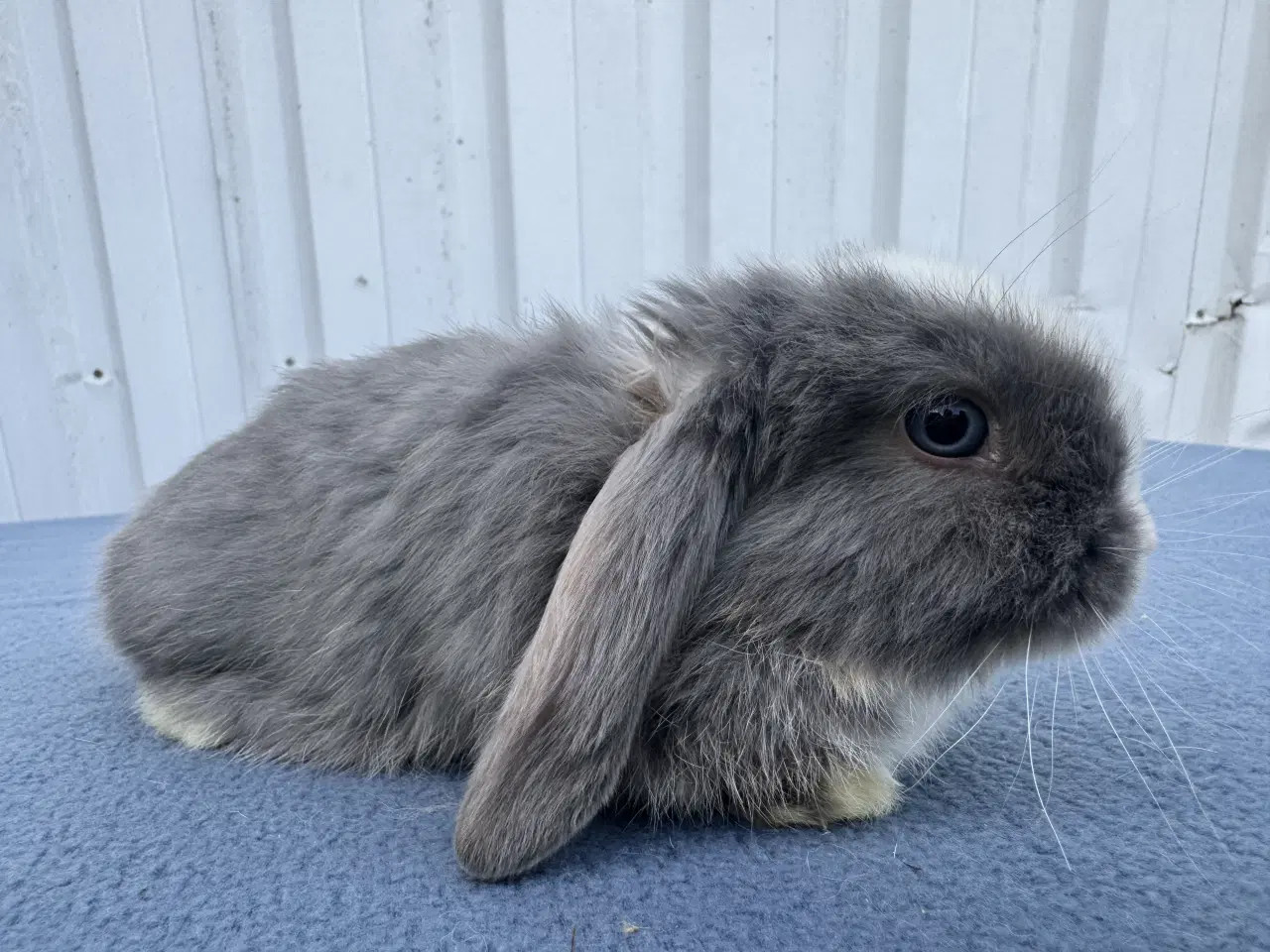 Billede 5 - Dværgvædder hankanin