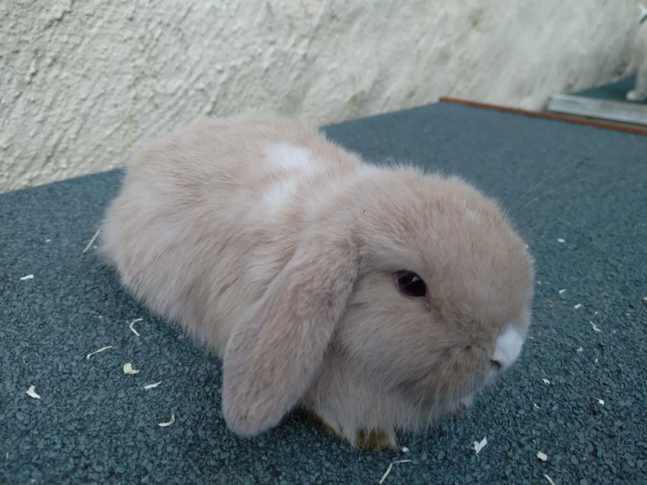 Billede 3 - Mini Lop UK, raceren 