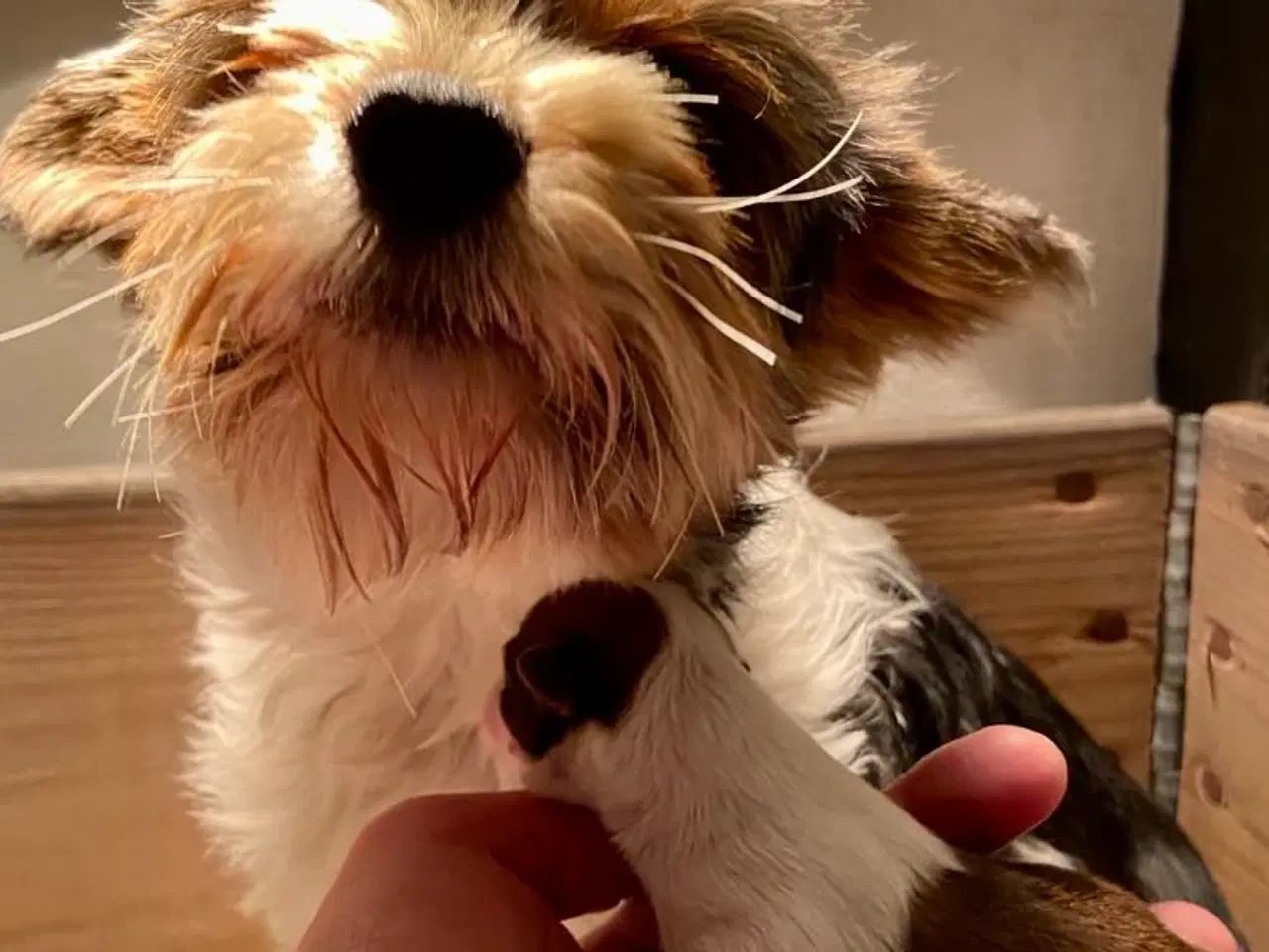 Billede 3 - Biewer Yorkshire terrier / Bolognese