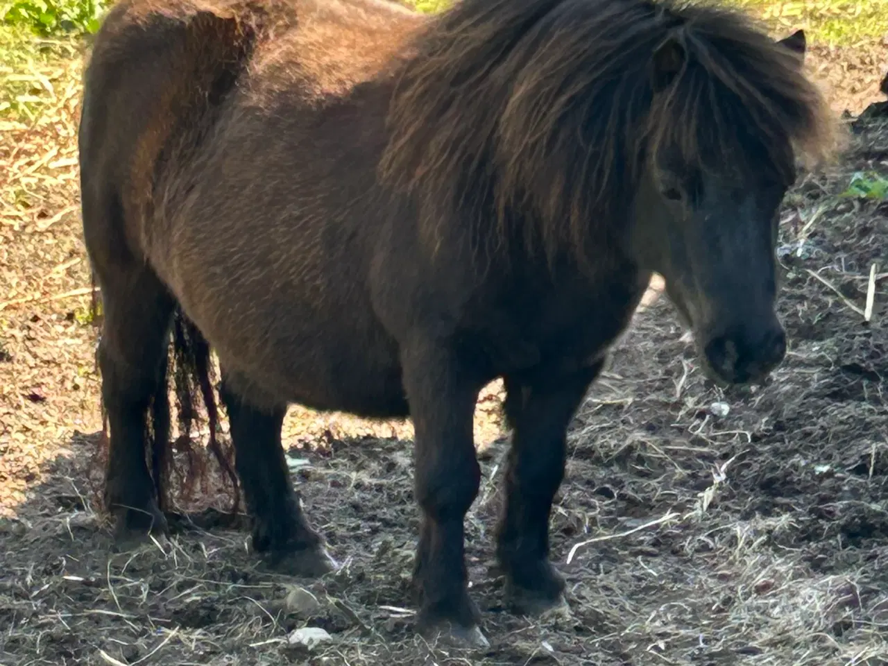 Billede 4 - minishetlænder