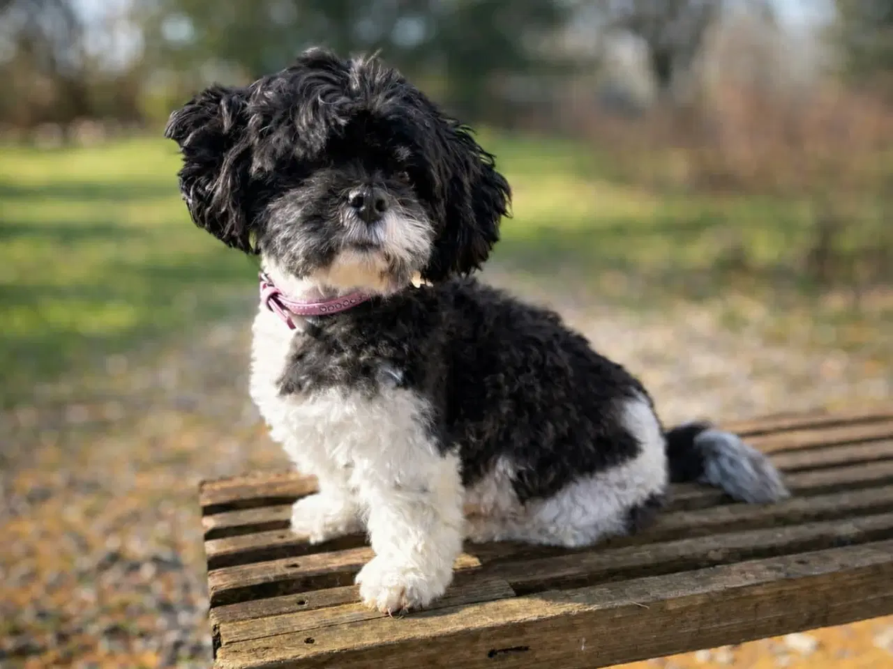 Billede 4 - Påske doodle