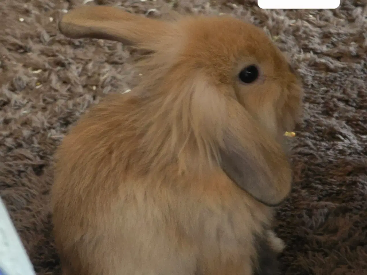 Billede 3 - 4 kælen og søde unger 