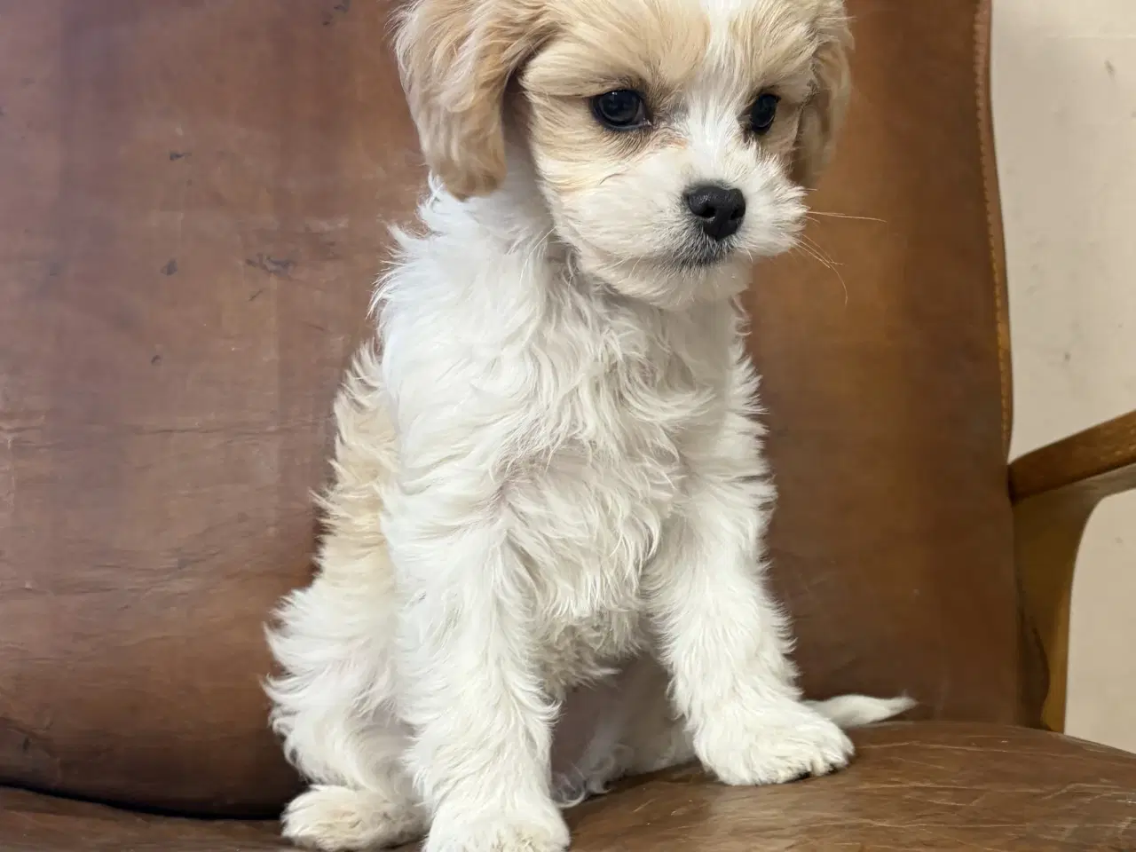 Billede 4 - Den smukkeste Mini Cavapoo pige 