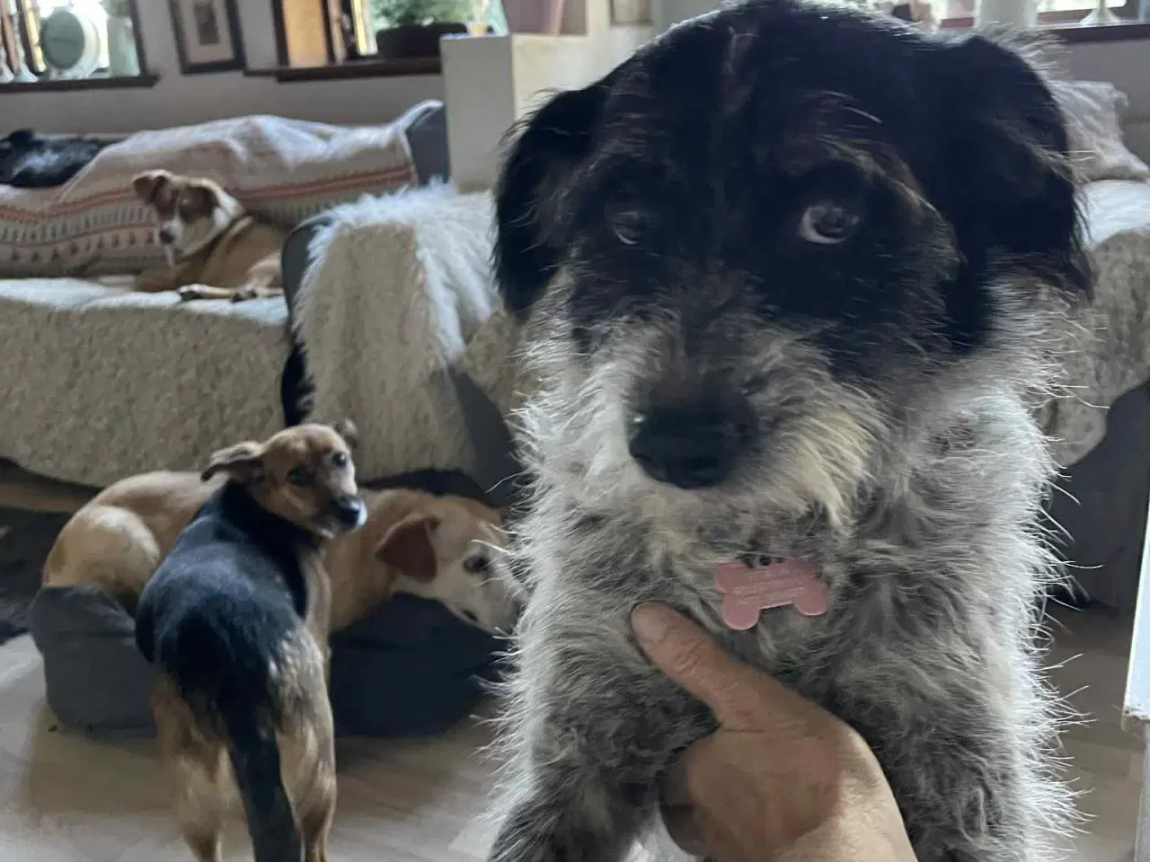 Billede 3 - Skønne Tara 4ever familie 🩷