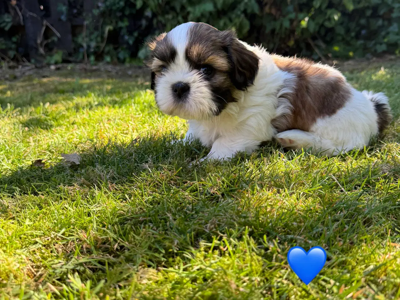 Billede 4 - Shih Tzu hundehvalpe søger nyt hjem (2 stk.)