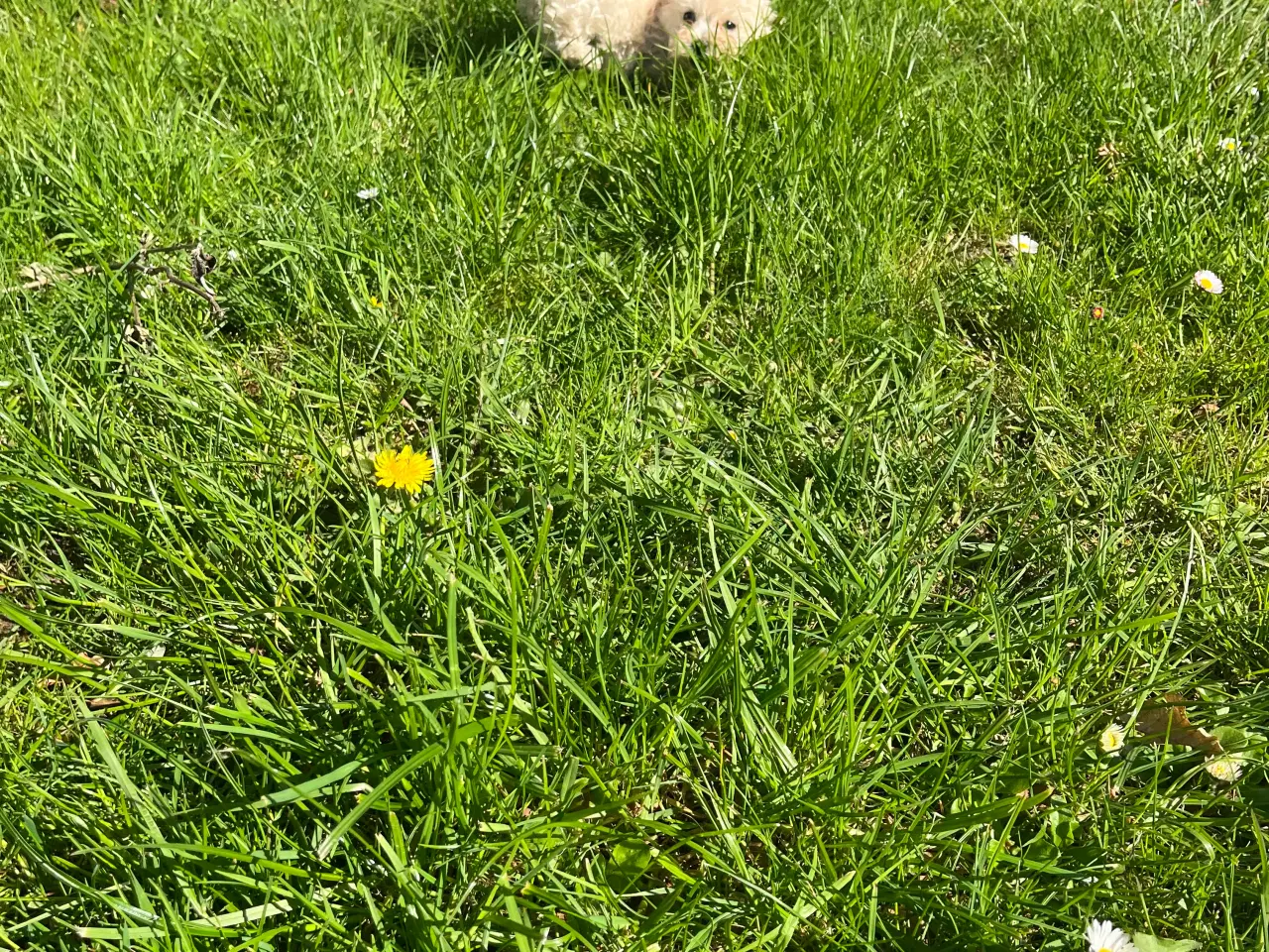 Billede 9 - Maltipoo hvalpe