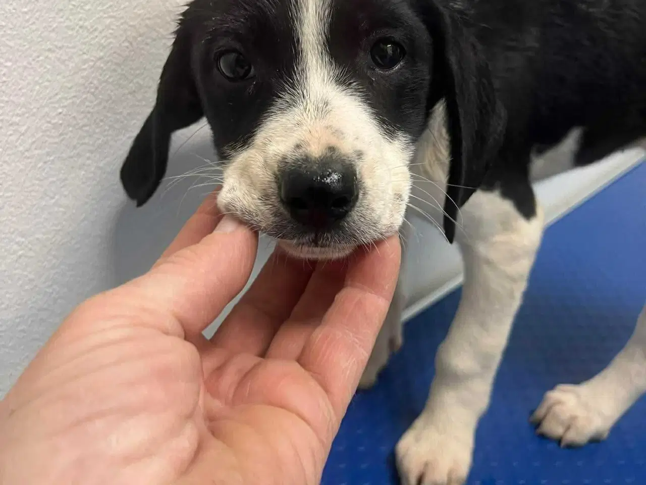 Billede 6 - Sødeste Kaley søger familie