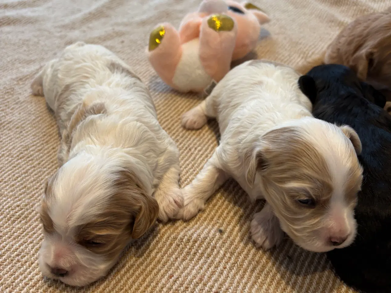 Billede 4 - Cavapoo hvalpe 