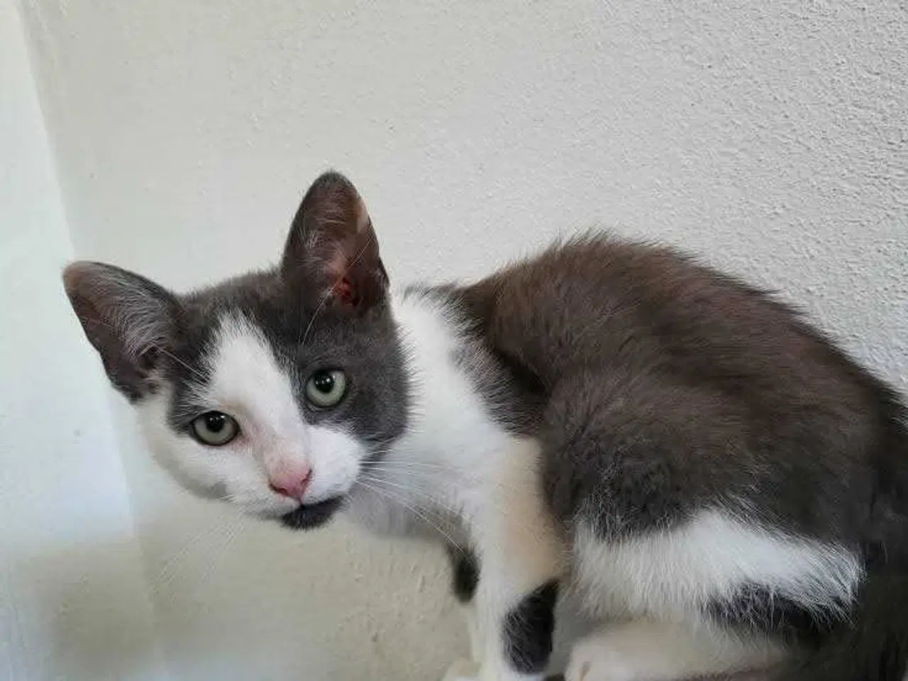 Billede 1 - Pepper ✅️️ killing klar til adoption ♂️