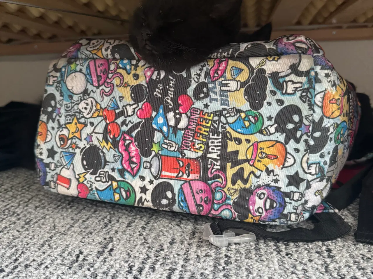 Billede 6 - British shorthair til salg 