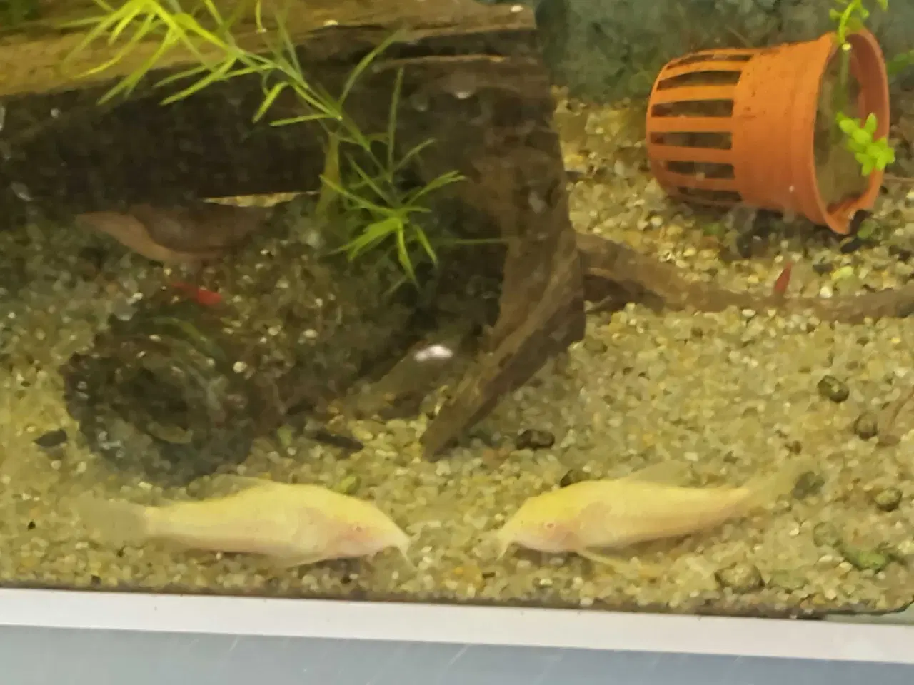 Billede 2 - 3 akvarier med diverse udstyr 