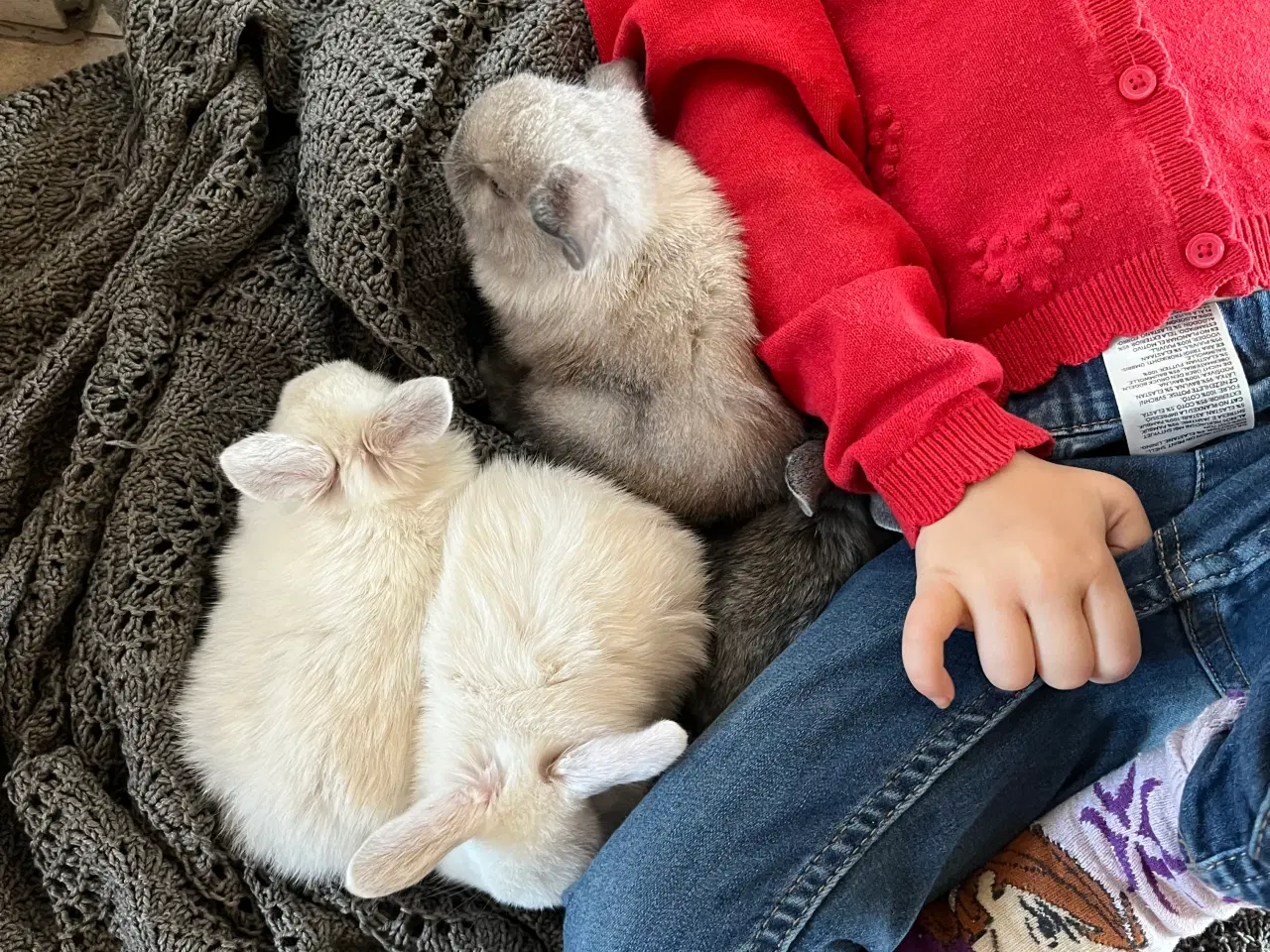 Billede 12 - Minilop/lionlop unger sælges 🐰
