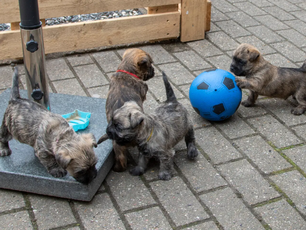Billede 3 - Cairn Terrier hvalpe