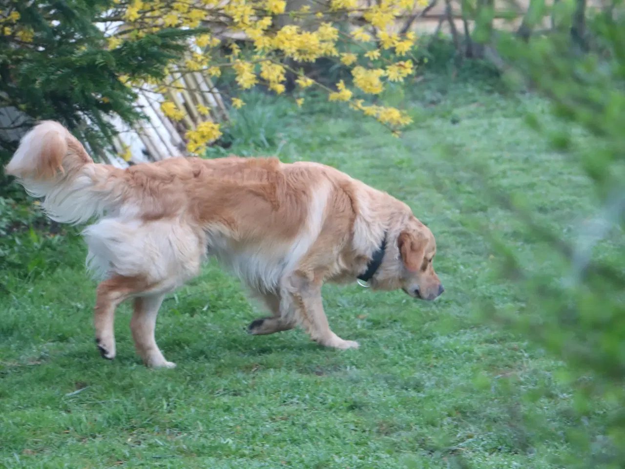 Billede 1 - Golden Retriever tilbydes til parring