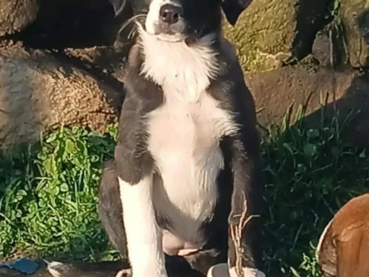 Billede 5 - Søde Rikke søger sit første hjem