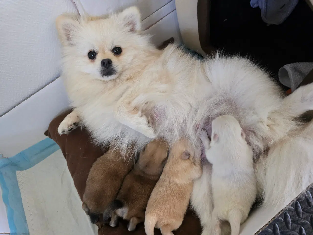 Billede 15 - Pomeranian hvalpe , 4 søde drenge. 