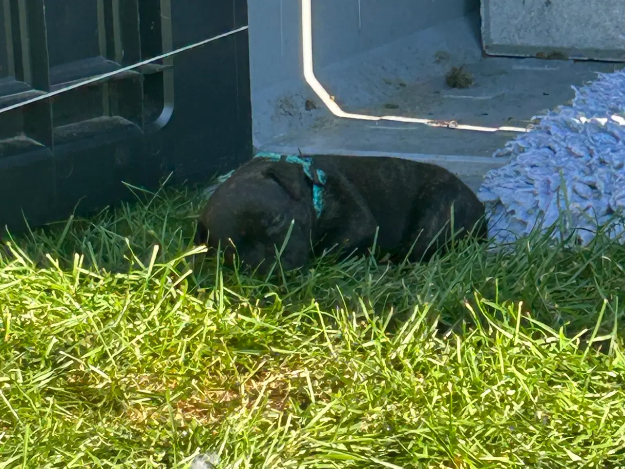 Billede 7 - Staffordshire Bull terrier hvalpe