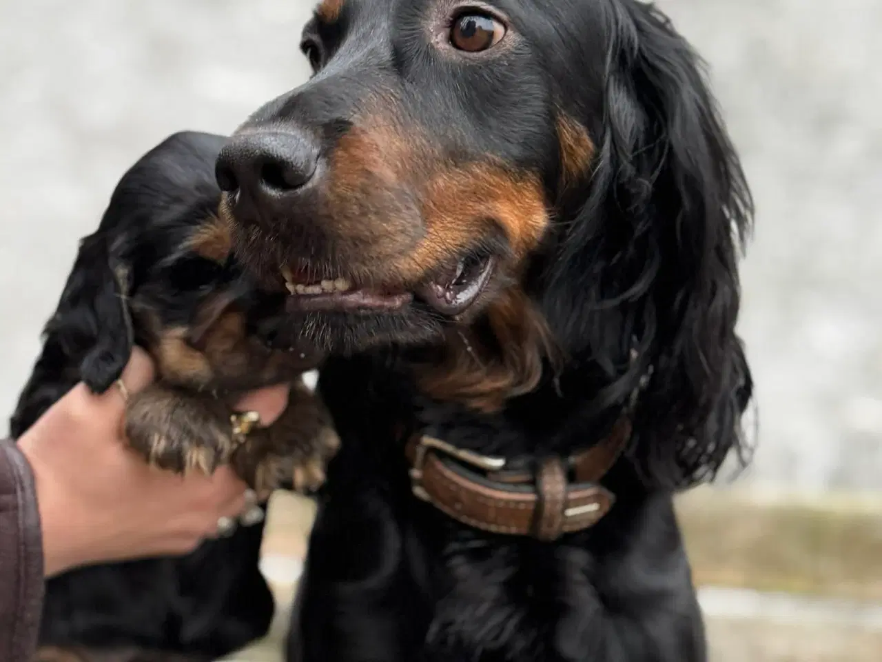 Billede 3 - Gordon Cocker hvalp