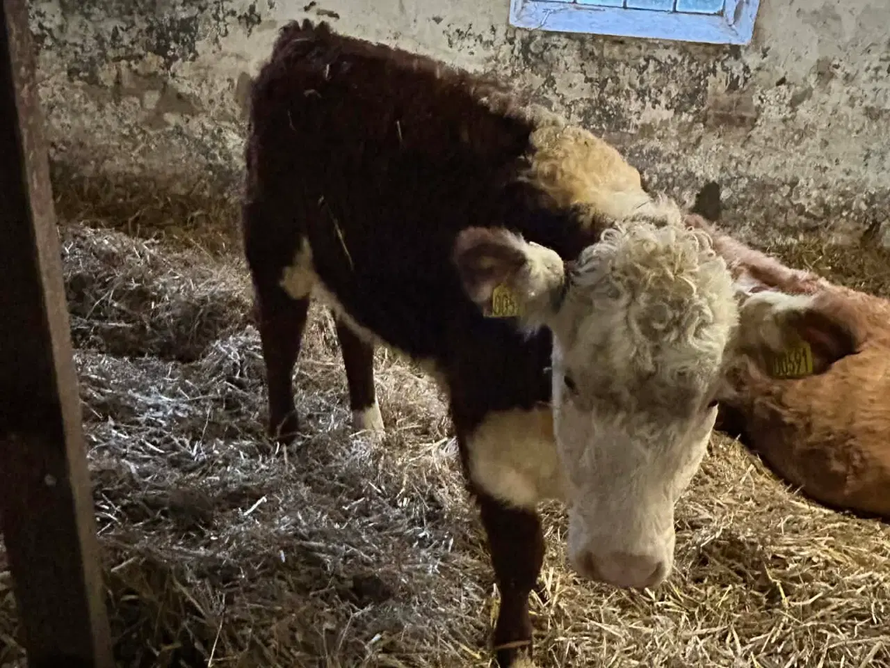 Billede 1 - hereford kvier sælges