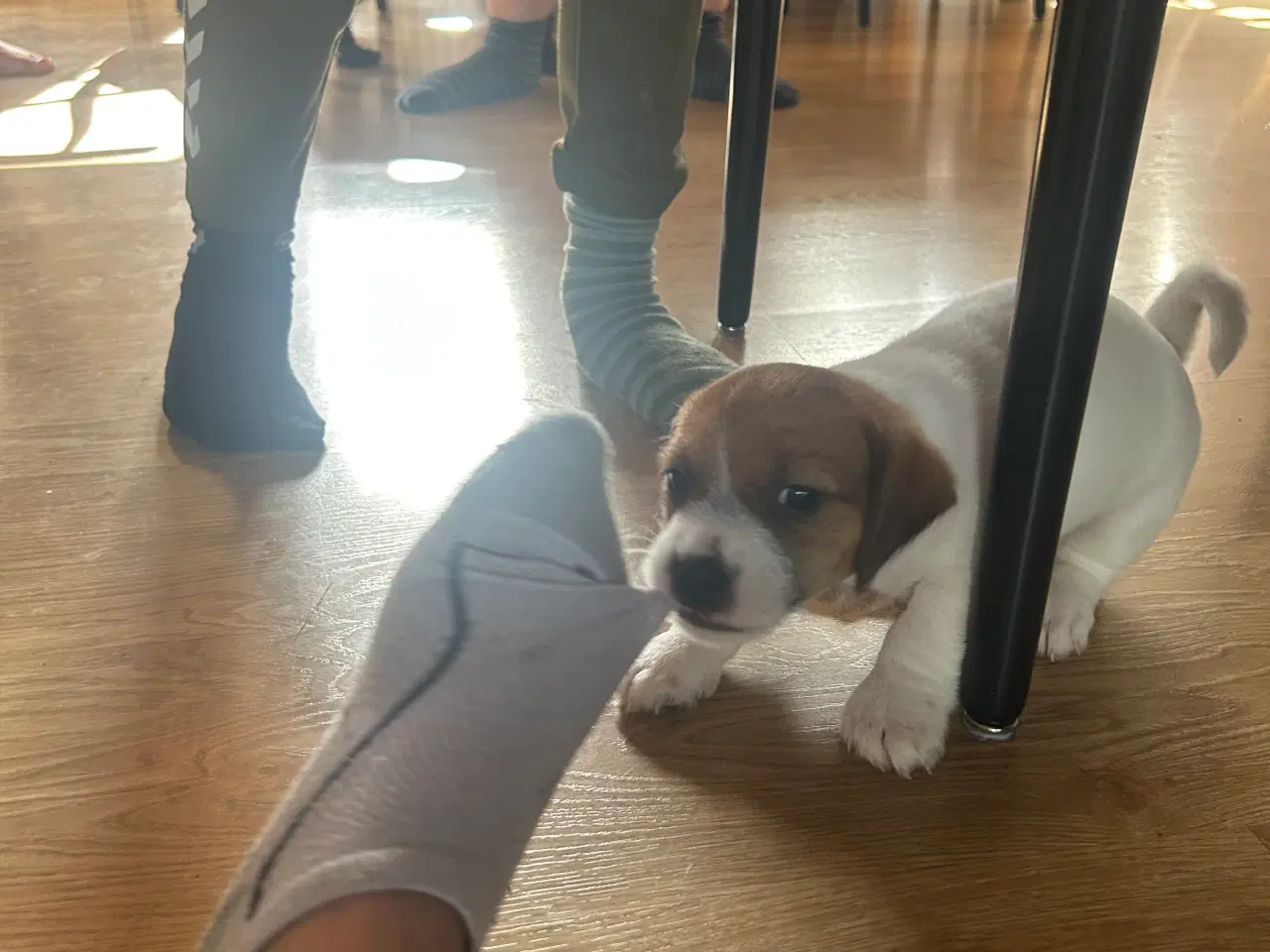 Billede 5 - Jack Russell terrier hvalpe