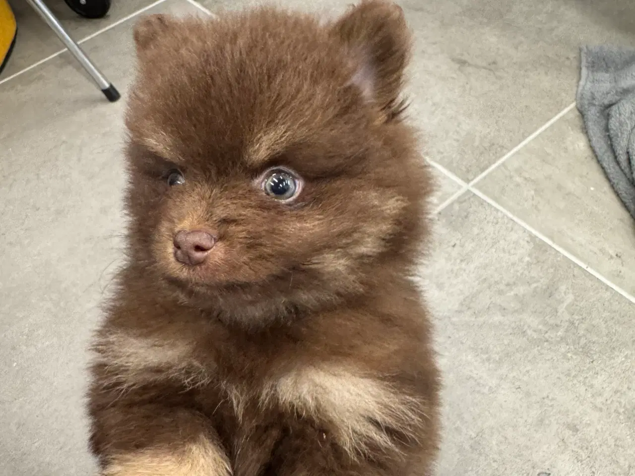 Billede 20 - Pomerania hvalpe 1 pige tilbage