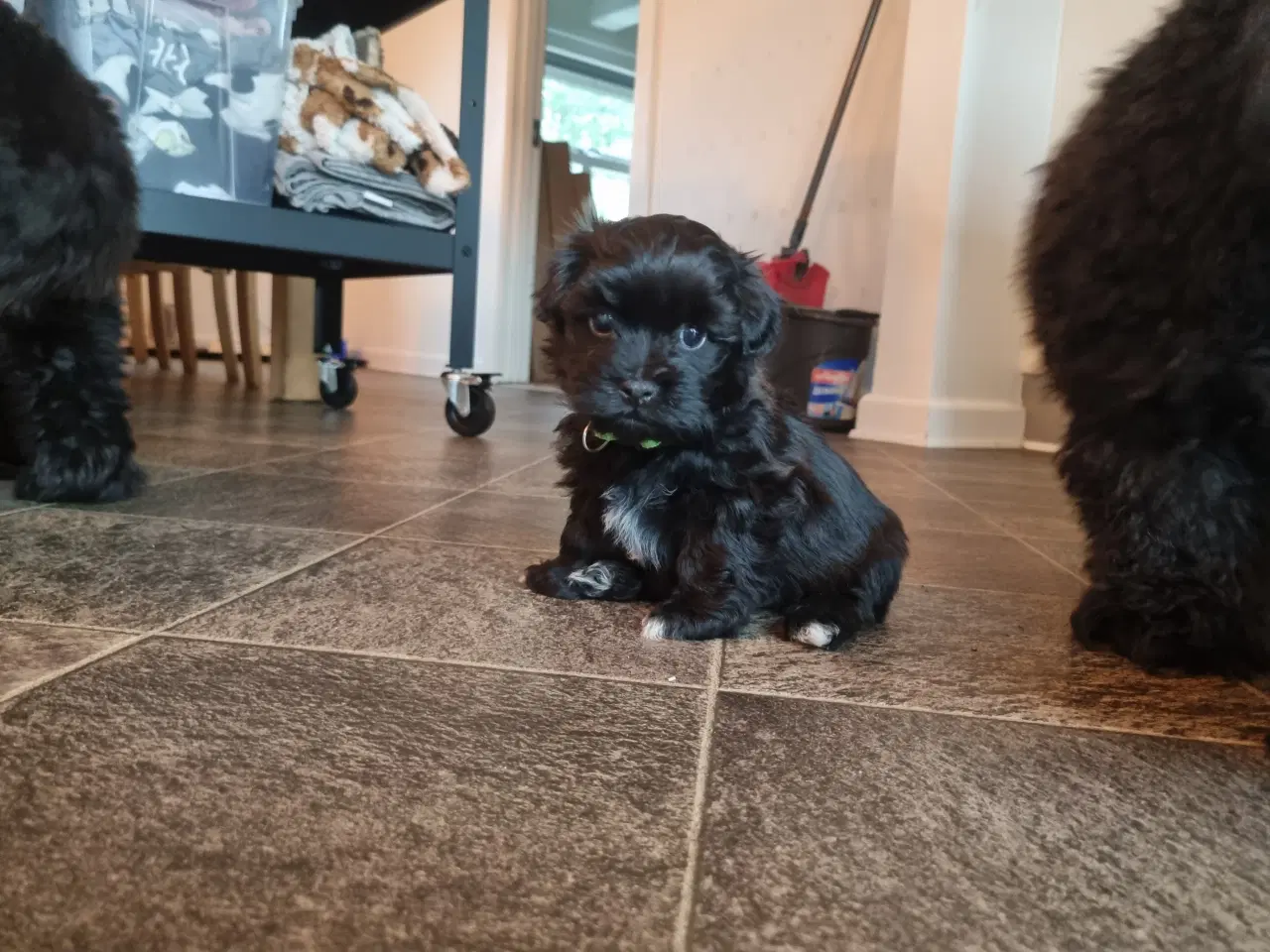 Billede 8 - Skønne Bichon Havanais-hvalpe søger kærlige hjem