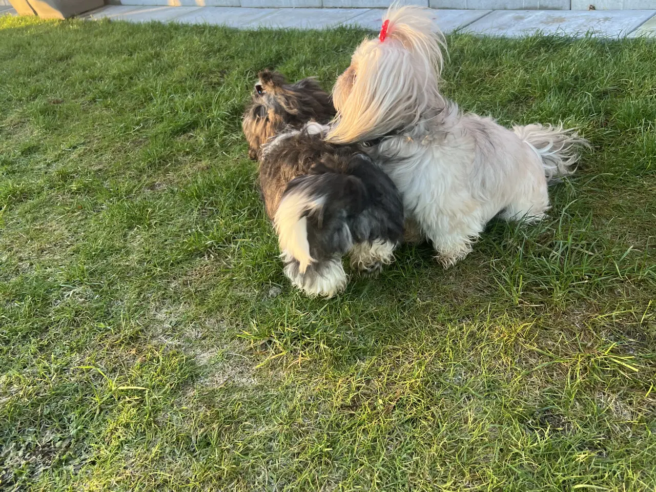 Billede 10 - Shih Tzu blandet race(sidste hvalpe