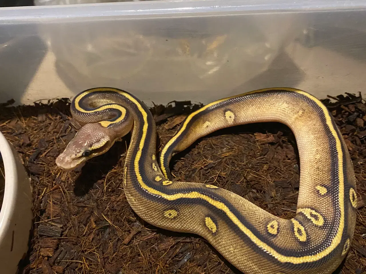 Billede 1 - 0.1 Stranger mojave ++