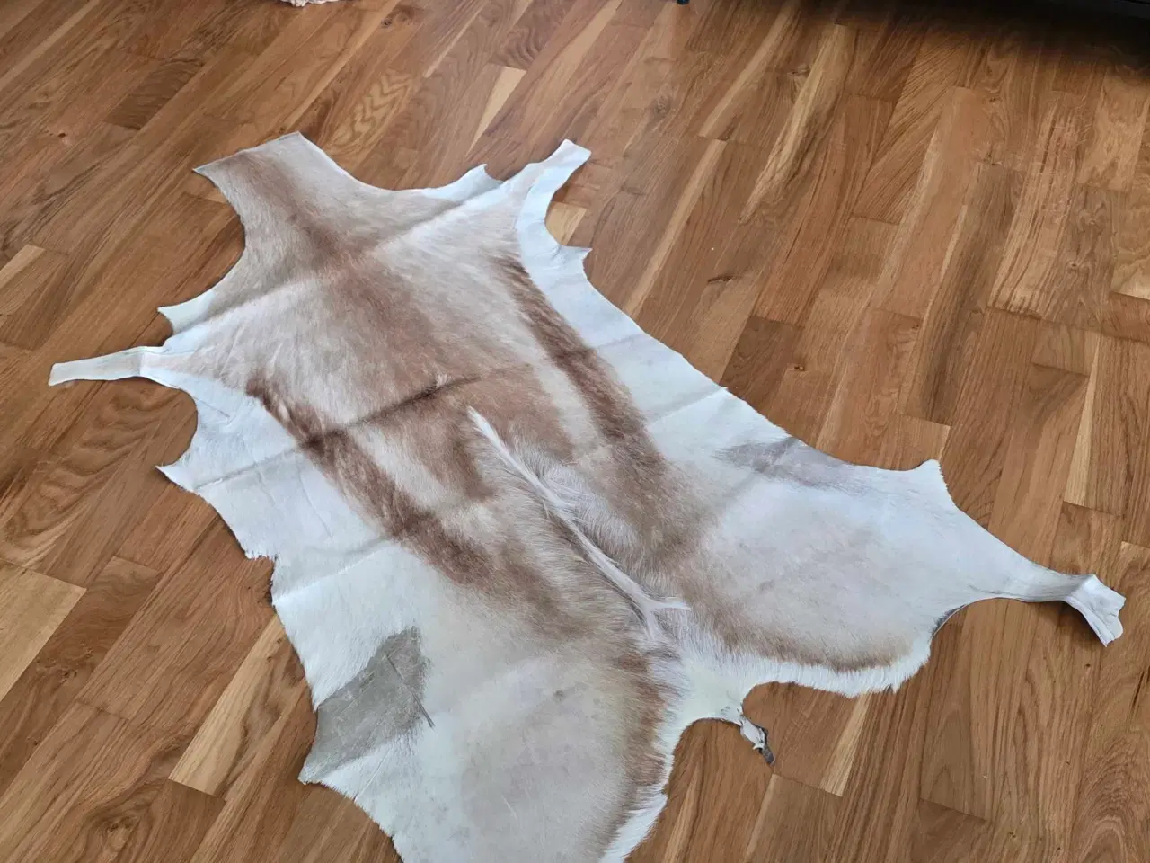 Billede 1 - Gazelleskind 85 x 130 cm.