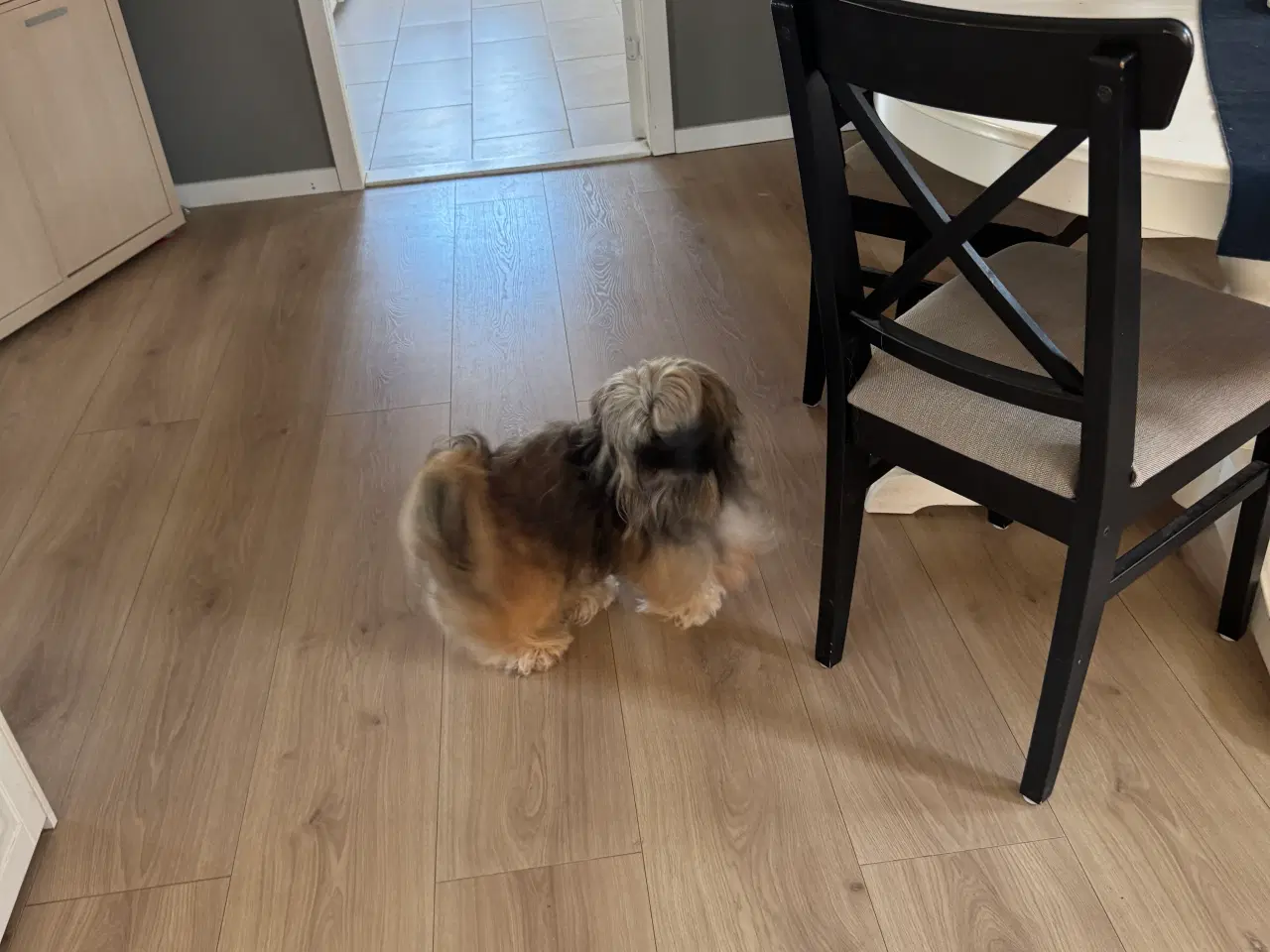 Billede 14 - Lhasa apso han 