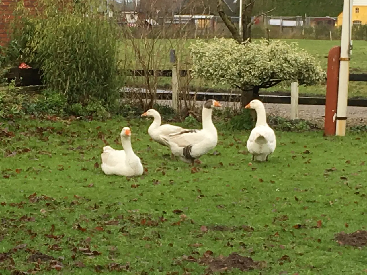 Billede 3 - Gåseæg