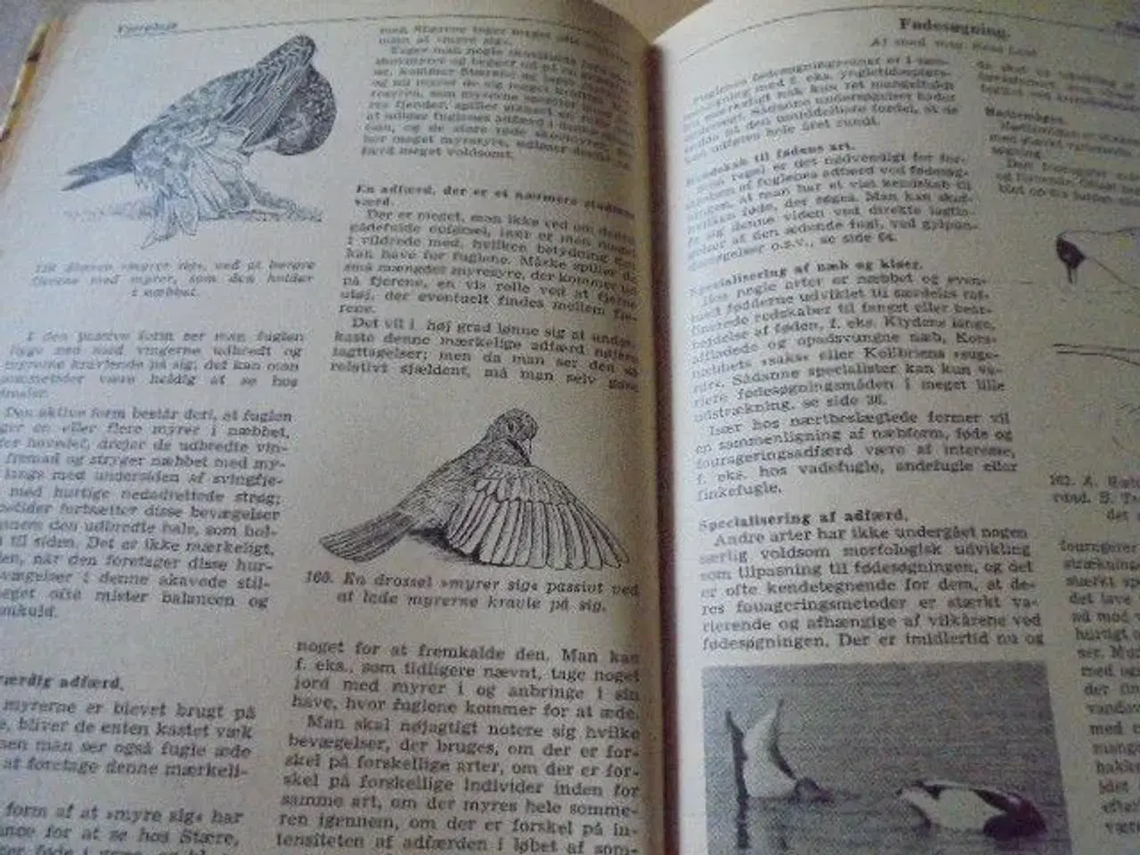 Billede 3 - Jeg ser på fugle - Politikens forlag 1959 