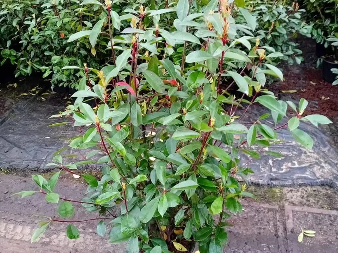 Billede 1 - 35 stk. Photinia red robin 100-120 cm.