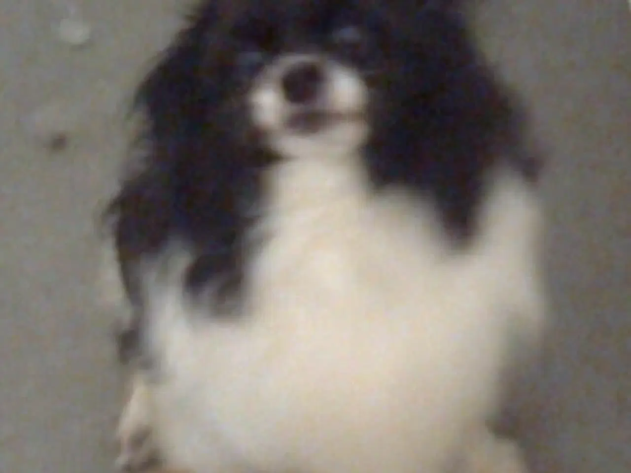 Billede 5 - Skønneste og dejligst pomeranian-/pomeran-blanding