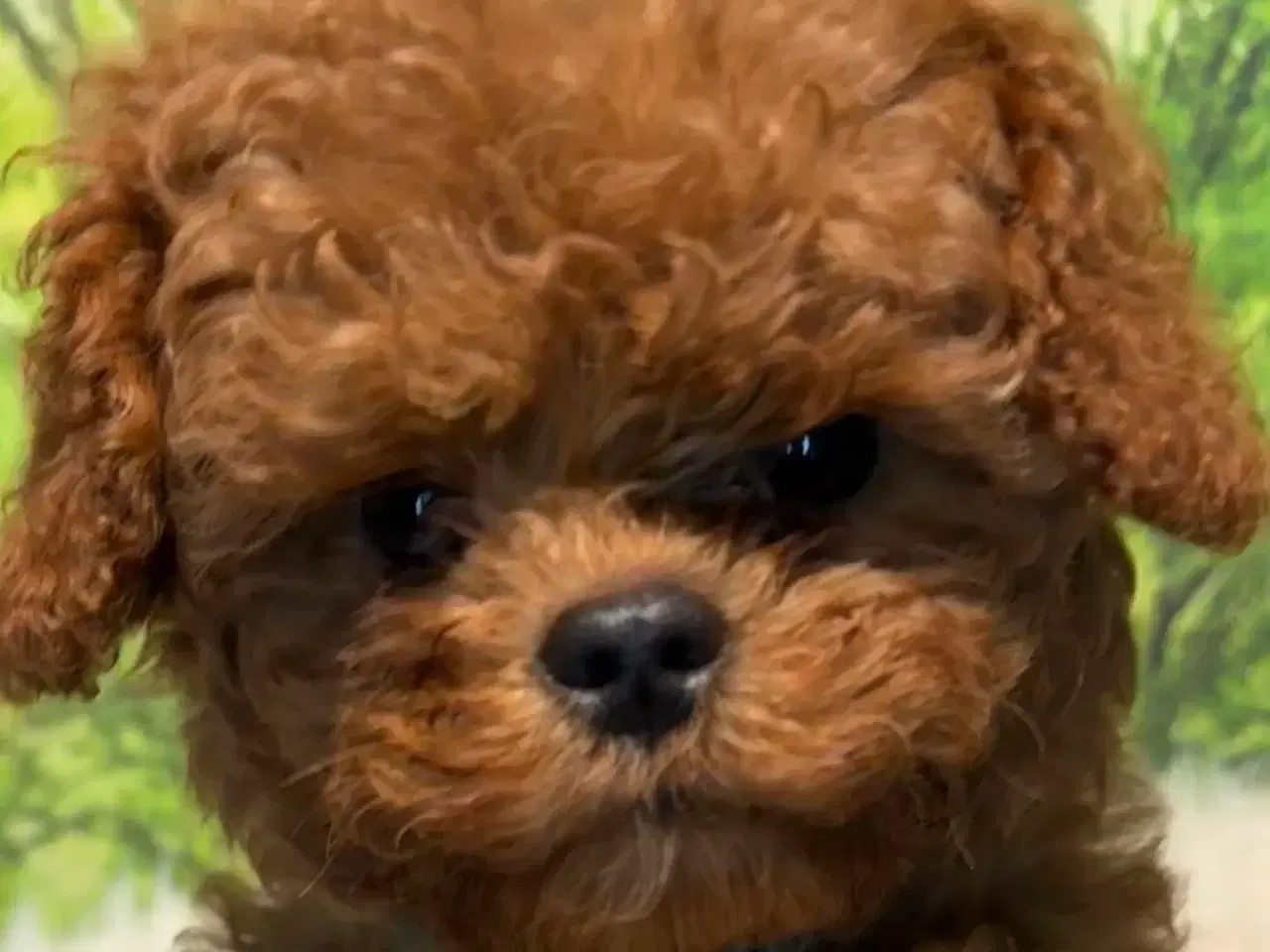 Billede 2 - Cavapoo Rejseklar kun 2 drenge tilbage