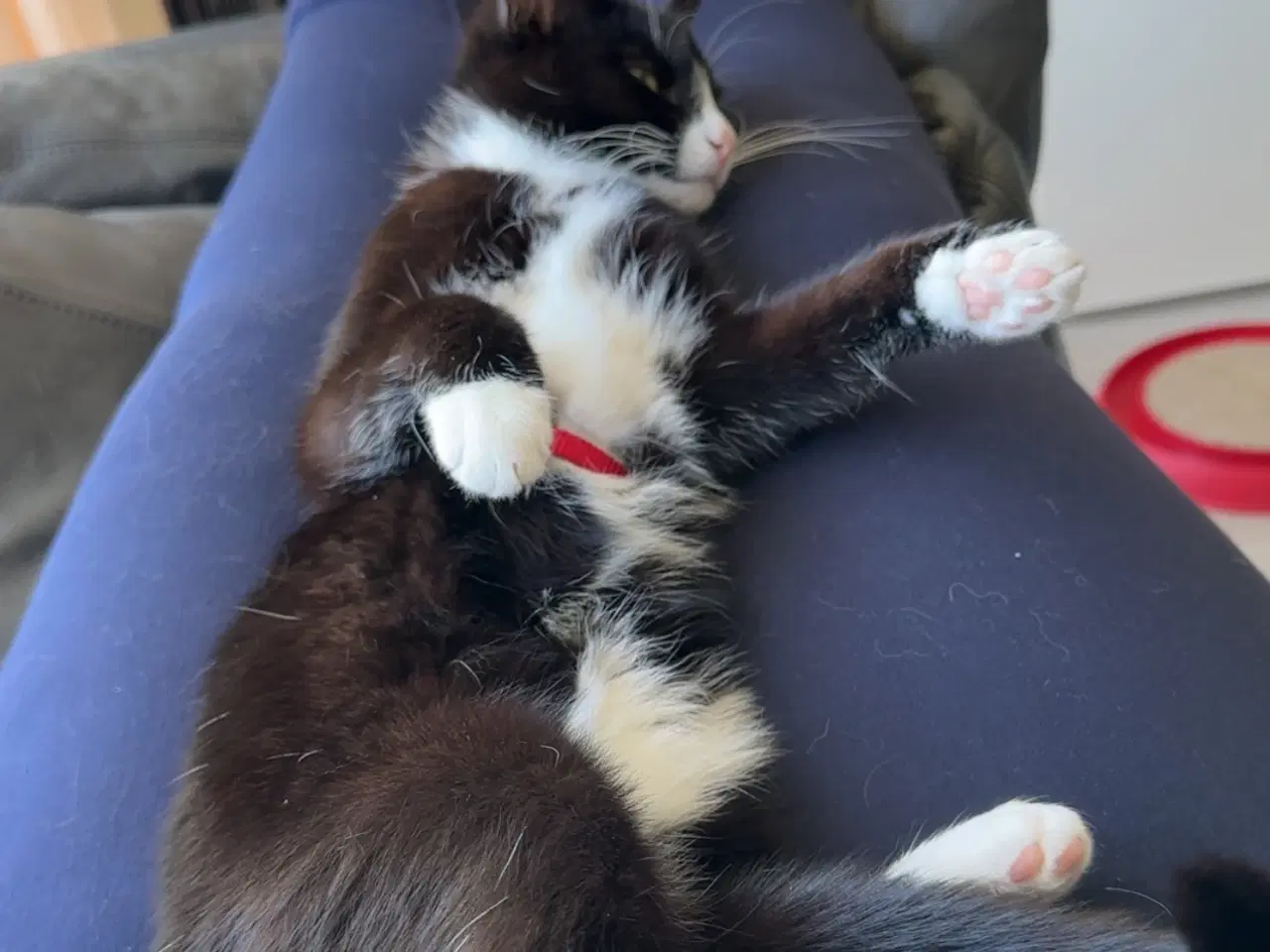 Billede 2 - 🐾 Aya søger nyt kærligt hjem 🐾